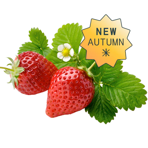 Fraises